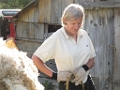20120608 SHEEP SHEARING Le Bosquet with Richard & Becky Lythgoe 56
